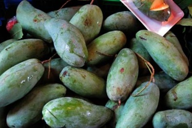 Xoài Thái 'rởm' ăn như gạo sống